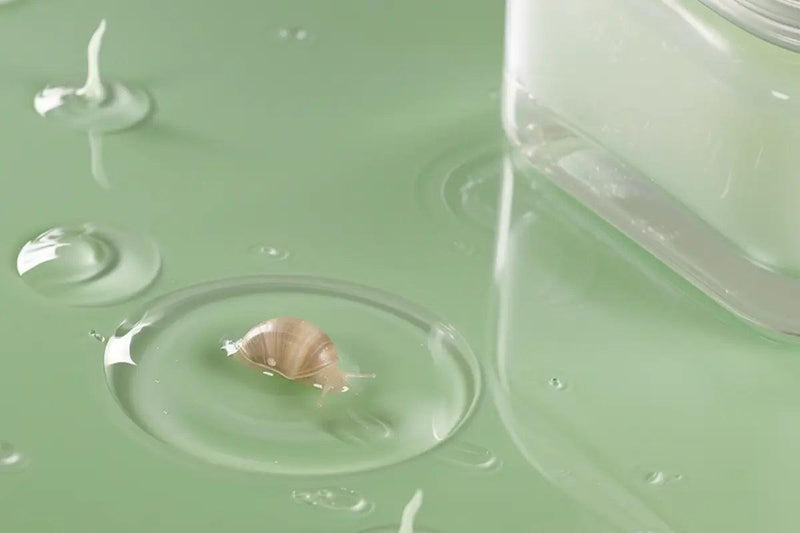 snail musin