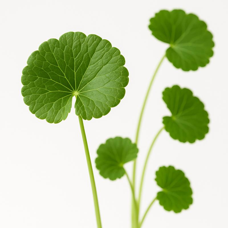 Centella Asiatica